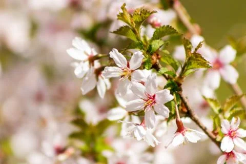 One blooming branch of sakura at blurred green and pink background Foto stock