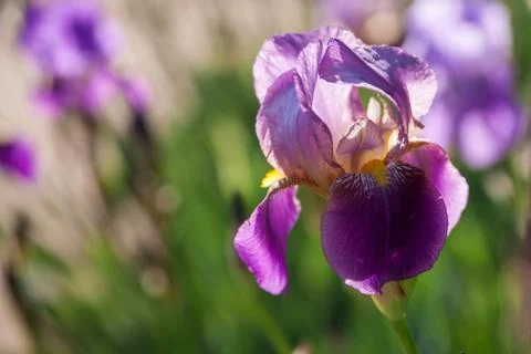 One blooming iris on a sunny day Stock Photos