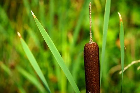 One blossoming marsh cane Stock Photos