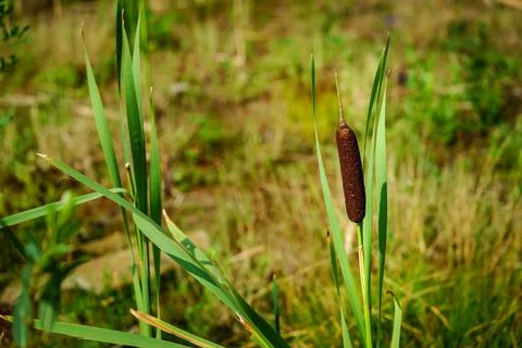One blossoming marsh cane Stock Photos