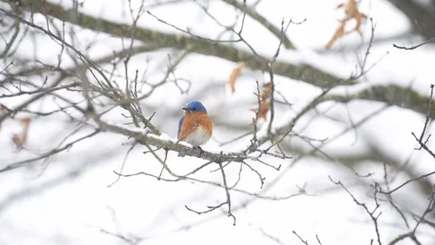 One blue bluebird bird loop cinemagraph perched on tree branch winter snow Stock Footage 130073371