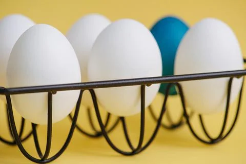 One blue egg and regular ones on a metal egg holder over yellow surface Stock Photos