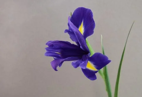 One blue iris flower close-up on a gray background. Stock Photos