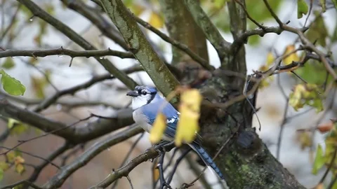 One blue jay bird closeup on tree in Virginia autumn eating peanut Stock Footage 100271706