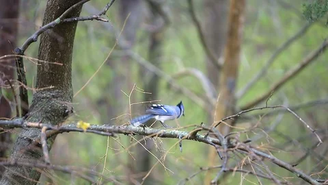 One blue jay bird flying away on tree in Virginia autumn winter rain Stock Footage 100271657