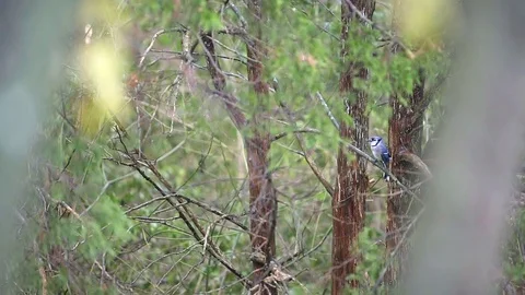 One blue jay bird sitting far on tree in Virginia rain in green forest Stock Footage 100271691