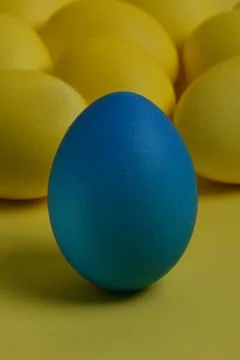One blue painted Easter egg stands in front of yellow eggs Stock Photos