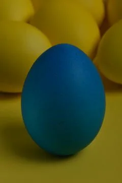 One blue painted Easter egg stands in front of yellow eggs Stock Photos