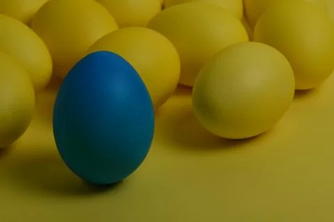 One blue painted Easter egg stands in front of yellow eggs Stock Photos
