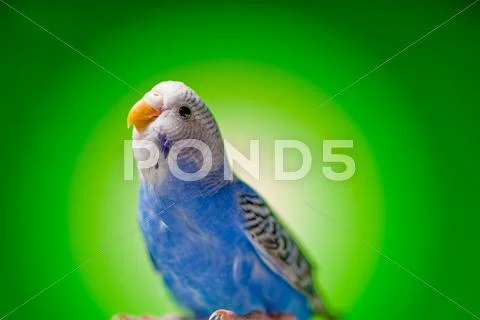 One blue parrot budgies Stock Photos