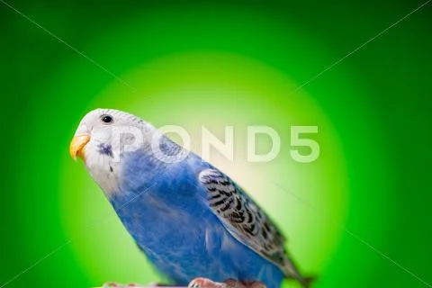 One blue parrot budgies Stock Photos