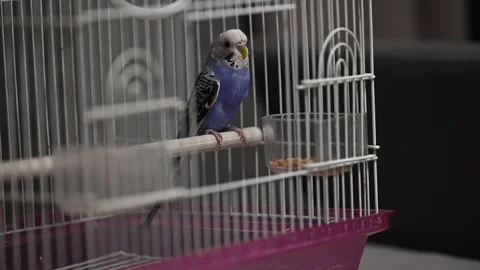 One blue parrot sits in a cage. Stock Footage 282912680