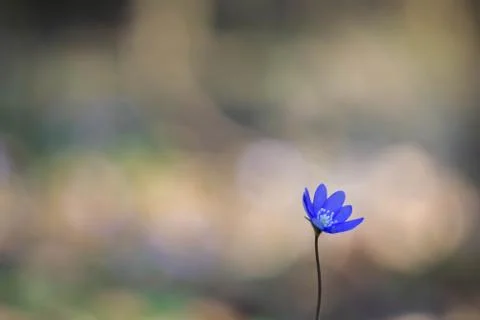 One blue spring flower, called Anemone hepatica, blooming early spring in Nor Stock Photos