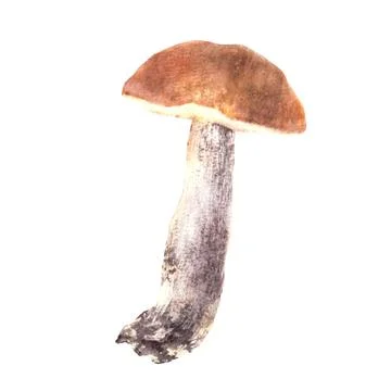 One Boletus with red, orange cap. Mushrooms forest fungi Watercolor hand drawn Stock Illustration