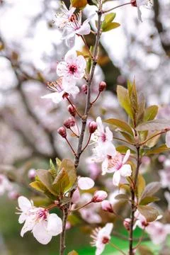 One Branch in Bloom Stock Photos