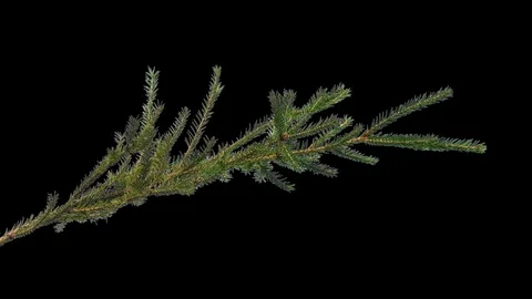 One branch of a coniferous tree on an isolated background Stock Footage 97898627
