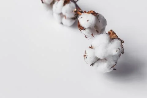 One branch of cotton deadwood on a white isolated background for design Stock Photos