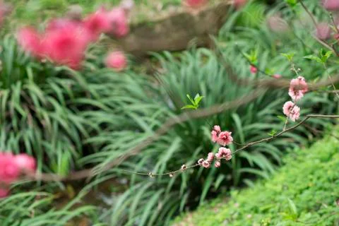 One branch of peach tree Stock Photos