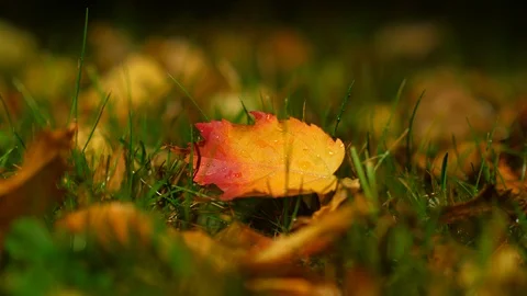 One bright fallen leaf on ground, blurred background Stock Footage 96843380