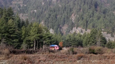 One bright house in pine forest Stock Footage 67647520