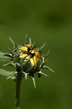 One bright yellow budding sunflower room for copy Stock Photos