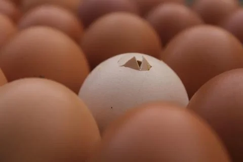 One broken egg shell in egg box,Hatching egg. Stock Photos