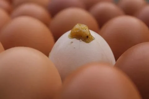 One broken egg shell in egg box,Hatching egg. Foto stock