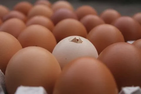 One broken egg shell in egg box,Hatching egg. Stock Photos