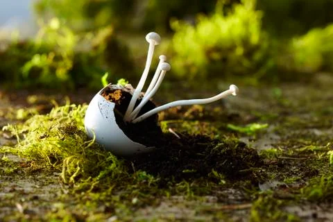 One Broken Egg Shell with Enoki Mushrooms Growing out of it on Dirt and Moss Stock Photos
