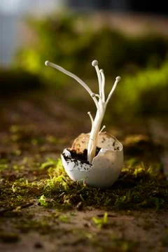 One Broken Egg Shell with Enoki Mushrooms Growing out of it on Dirt and Moss Stock Photos