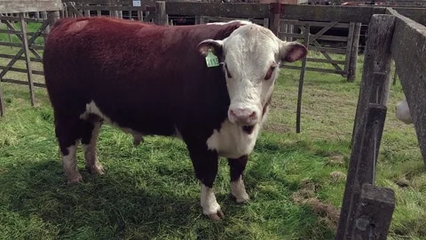 One brown and white young Polled Hereford bull locked in a corral during an.. Stock Footage 286763018