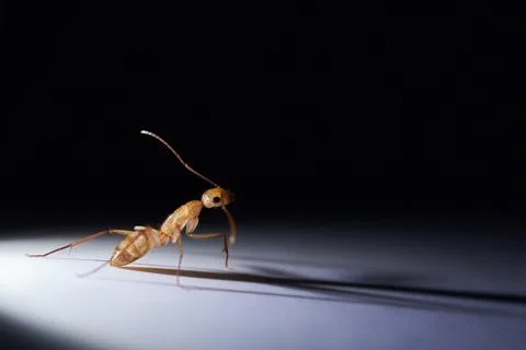 One brown ant Foto stock