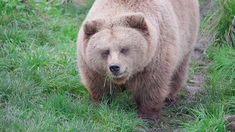 One brown bear eats grass Video stock 221183078