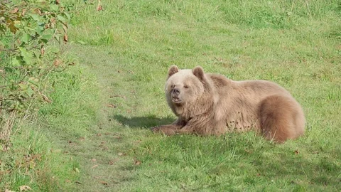 One brown bear lies on grass and smells the air Video stock 221182938