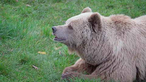 One brown bear lies on the grass and smells what's is in the air Video stock 221183075