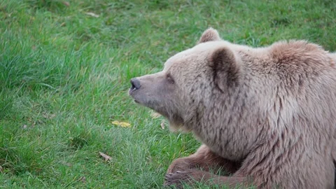 One brown bear lies on the grass and smells what's is in the air Video stock 221183076