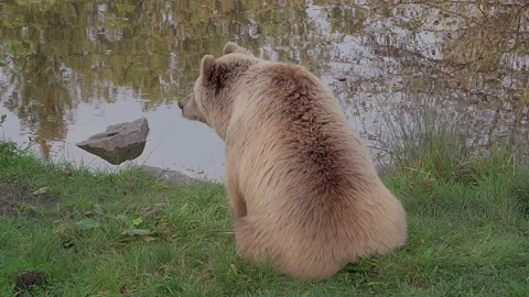 One brown bear sits on grass close to a pond and looks away Video stock 221182934