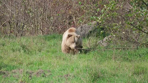 One brown bear walks over a meadow Video stock 221182899