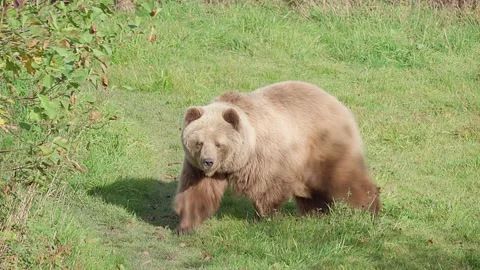 One brown bear walks over a meadow Video stock 221182932