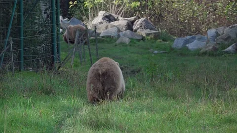 One brown bear walks over a meadow Video stock 221182948