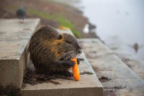 One brown beaver eats orange carrots Foto stock