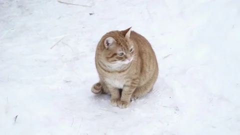 One brown cat sitting on the snow Stock Footage 73367917