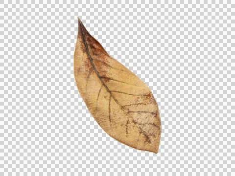 One brown dry leaf isolated on white background.Selection focus. Stock Photos