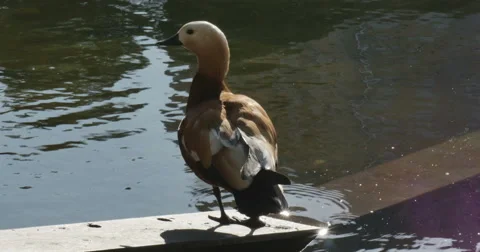 One brown duck lake Stock Footage 64849461