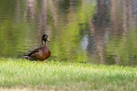 One brown duck Stock Photos