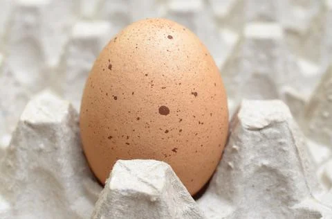 One brown egg in the egg tray. Stock Photos