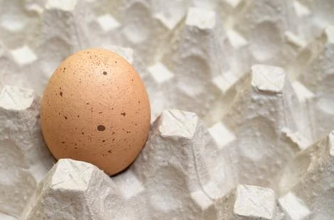 One brown egg in the egg tray. Stock Photos