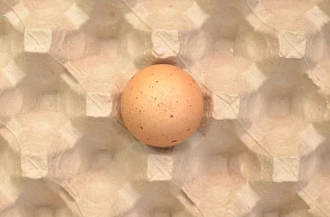 One brown egg in the egg tray. Stock Photos