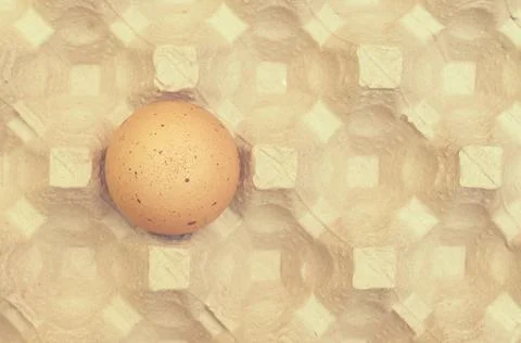 One brown egg in the egg tray. Stock Photos