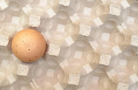 One brown egg in the egg tray. Stock Photos